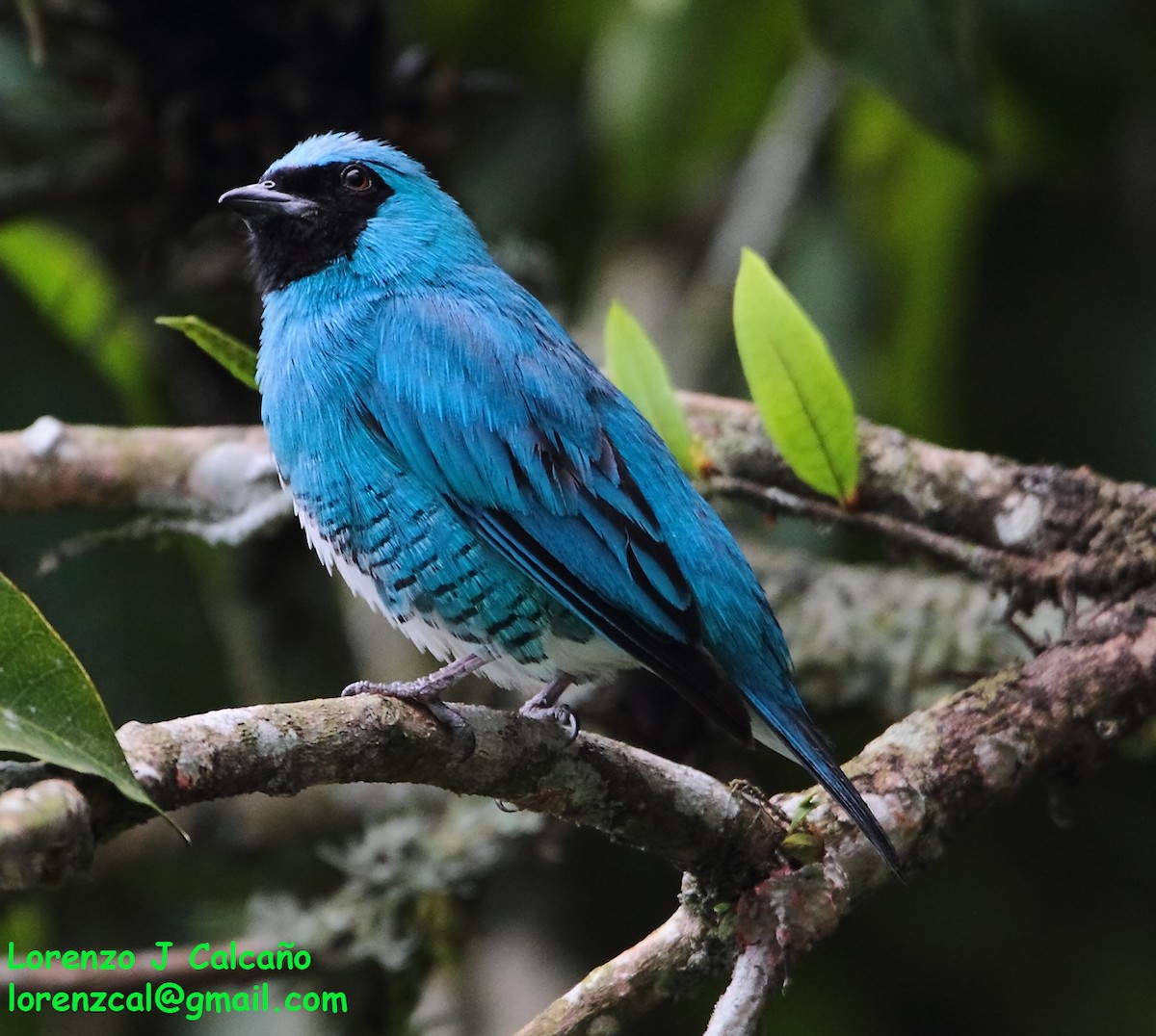 Swallow Tanager - ML289819871