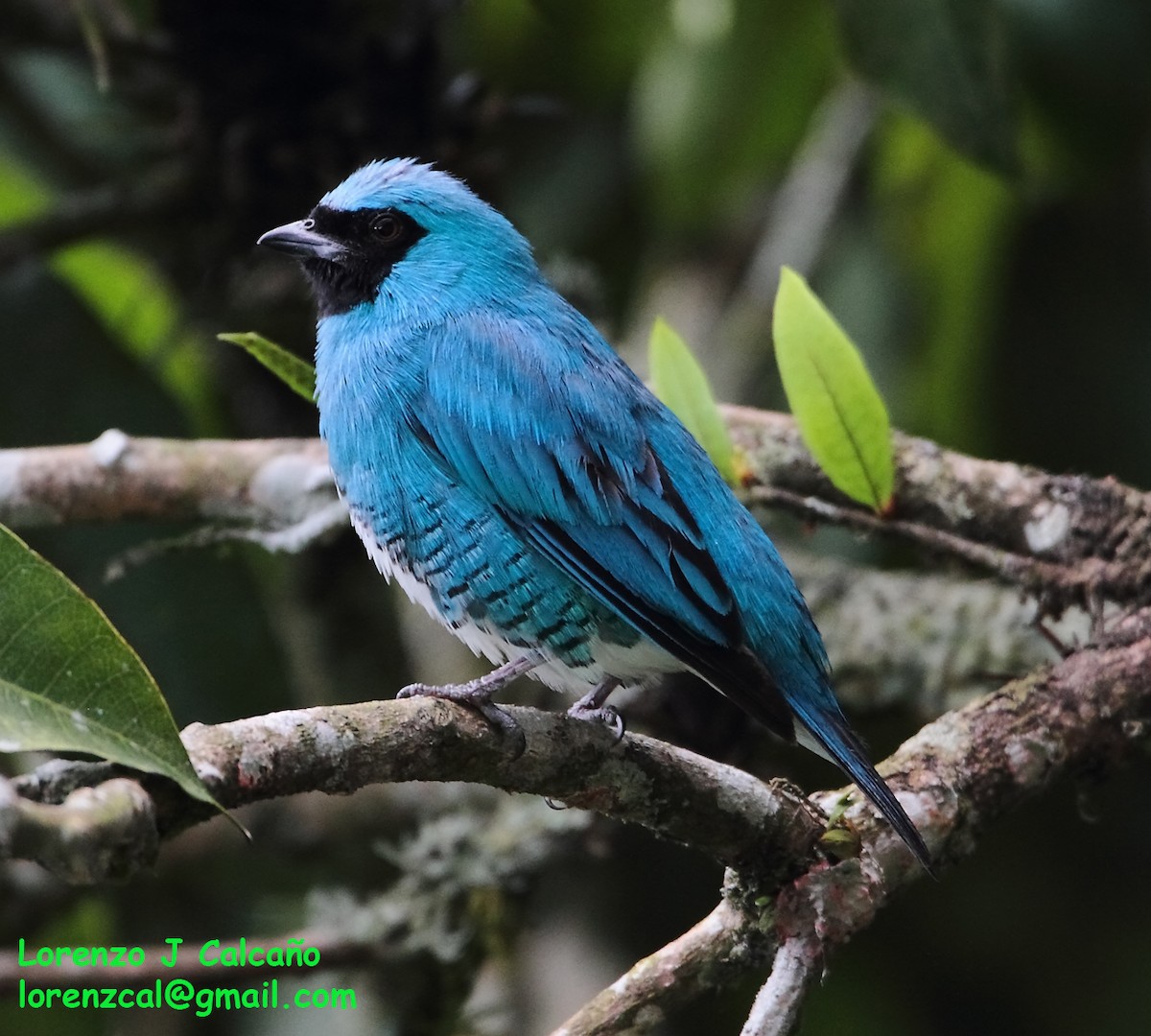 Swallow Tanager - ML289819921