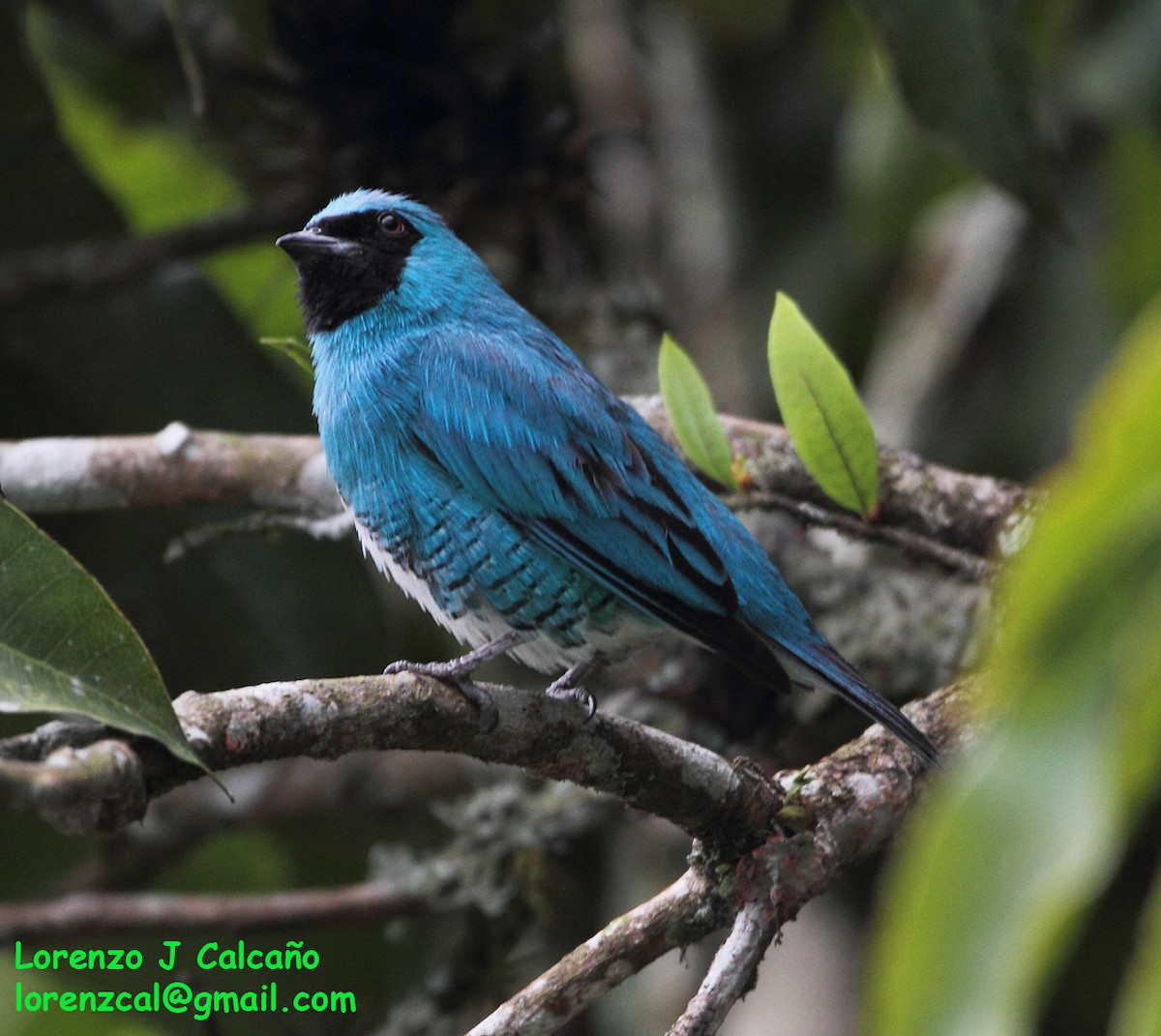 Swallow Tanager - ML289819931