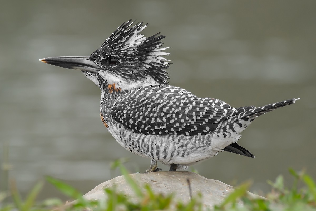 Crested Kingfisher - ML289820361
