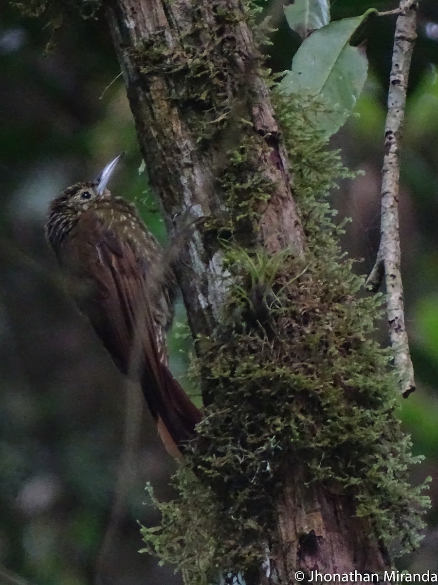 Olive-backed Woodcreeper - Jhonathan Miranda - Wandering Venezuela Birding Expeditions
