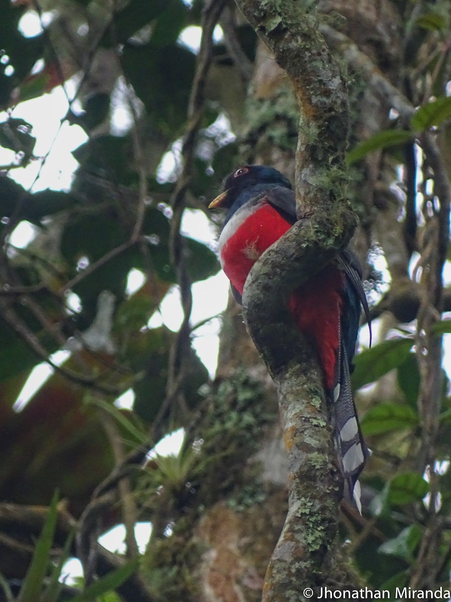 Masked Trogon - Jhonathan Miranda - Wandering Venezuela Birding Expeditions