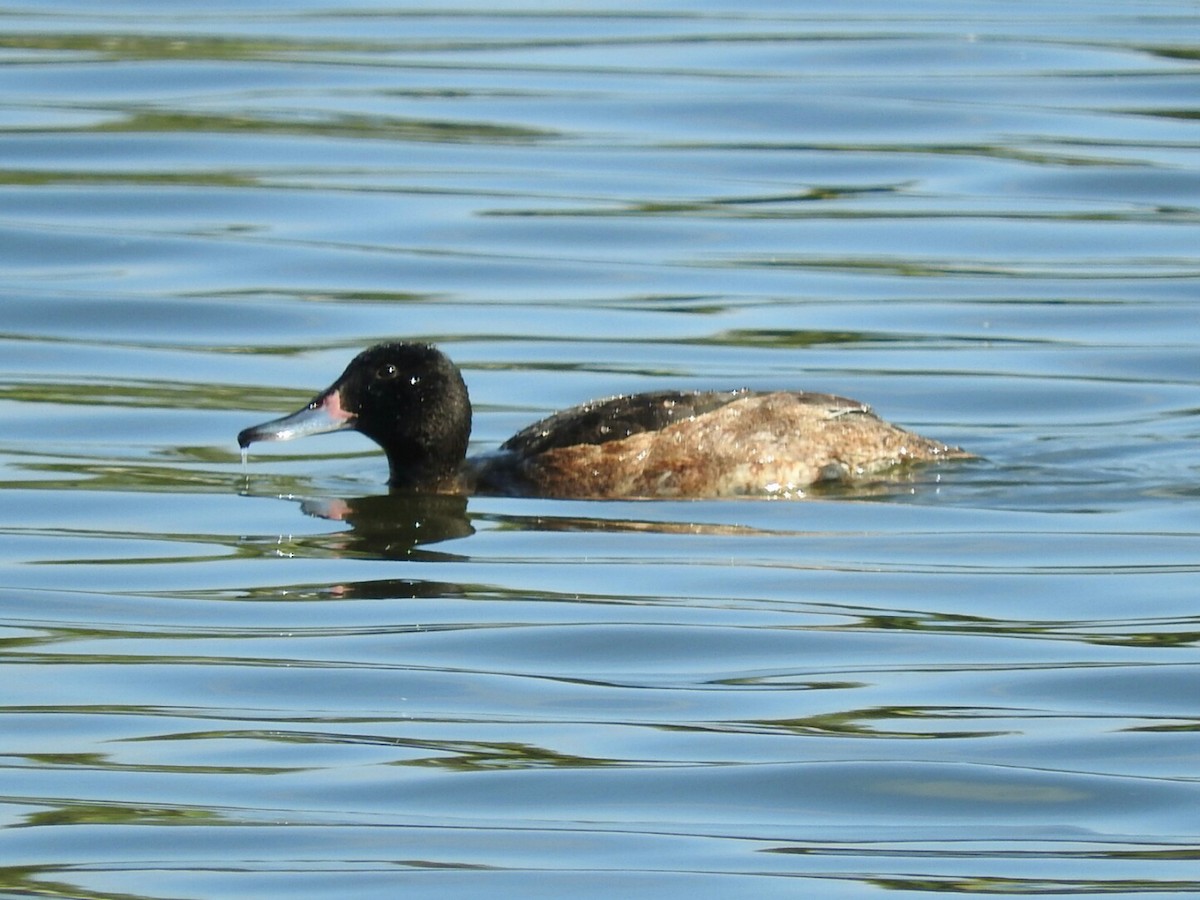 Black-headed Duck - Enrique Chiurla
