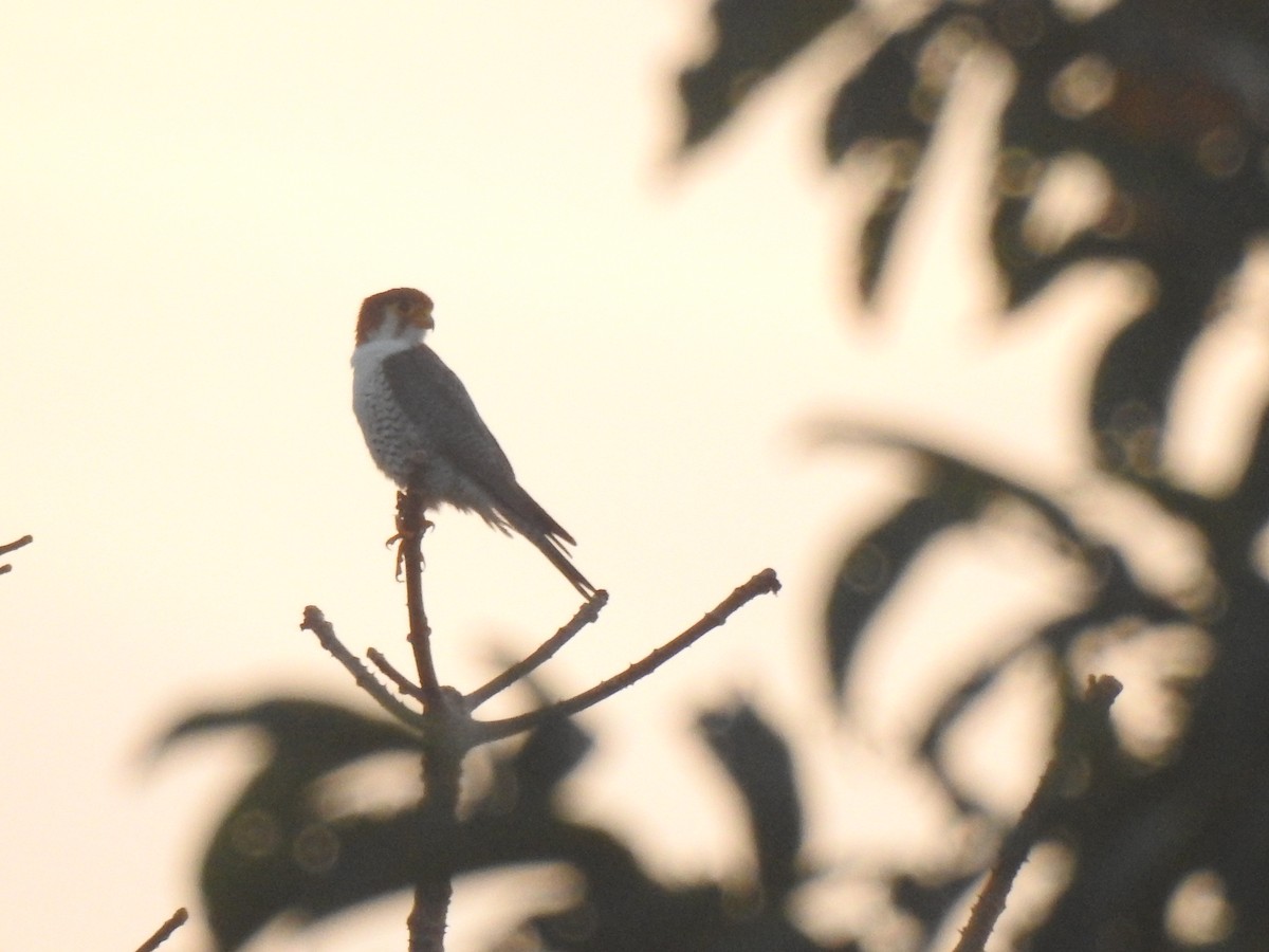 Red-necked Falcon - Senan D'Souza