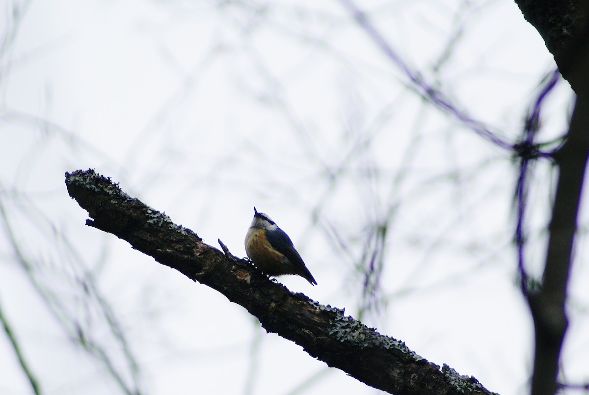 Red-breasted Nuthatch - ML28983411