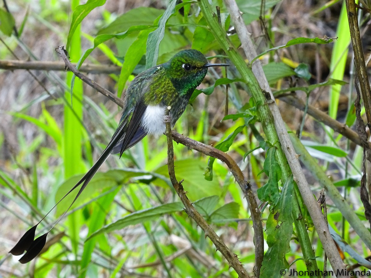 White-booted Racket-tail - ML28983521