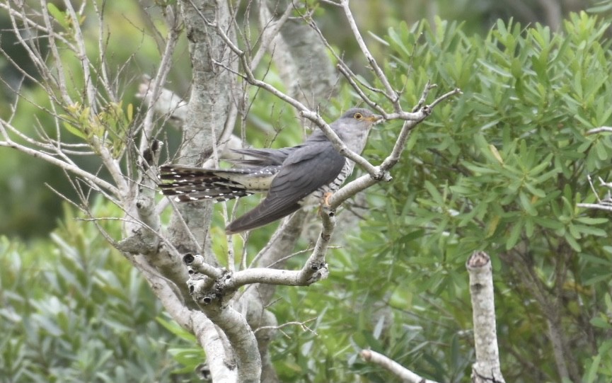 Madagascar Cuckoo - Clayton Burne