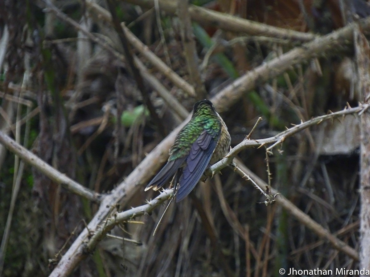 Speckled Hummingbird - Jhonathan Miranda - Wandering Venezuela Birding Expeditions