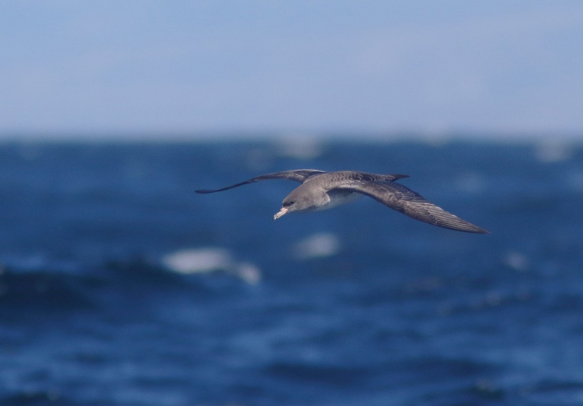 Pink-footed Shearwater - ML289840641