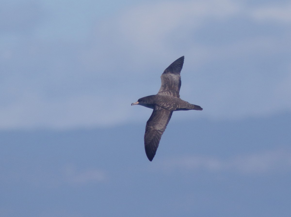 Pink-footed Shearwater - ML289840701