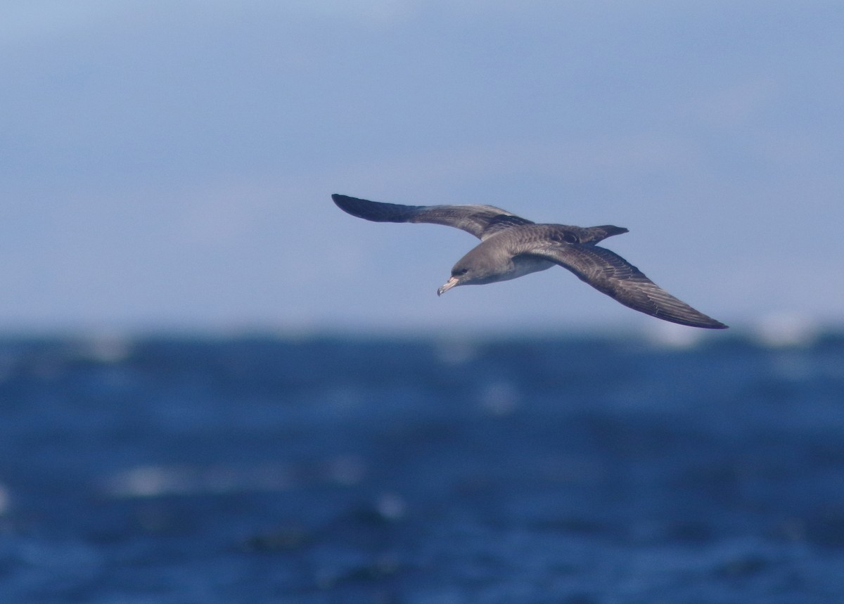 Pink-footed Shearwater - ML289840751