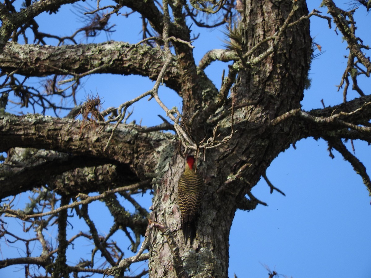 Green-barred Woodpecker - ML28984121