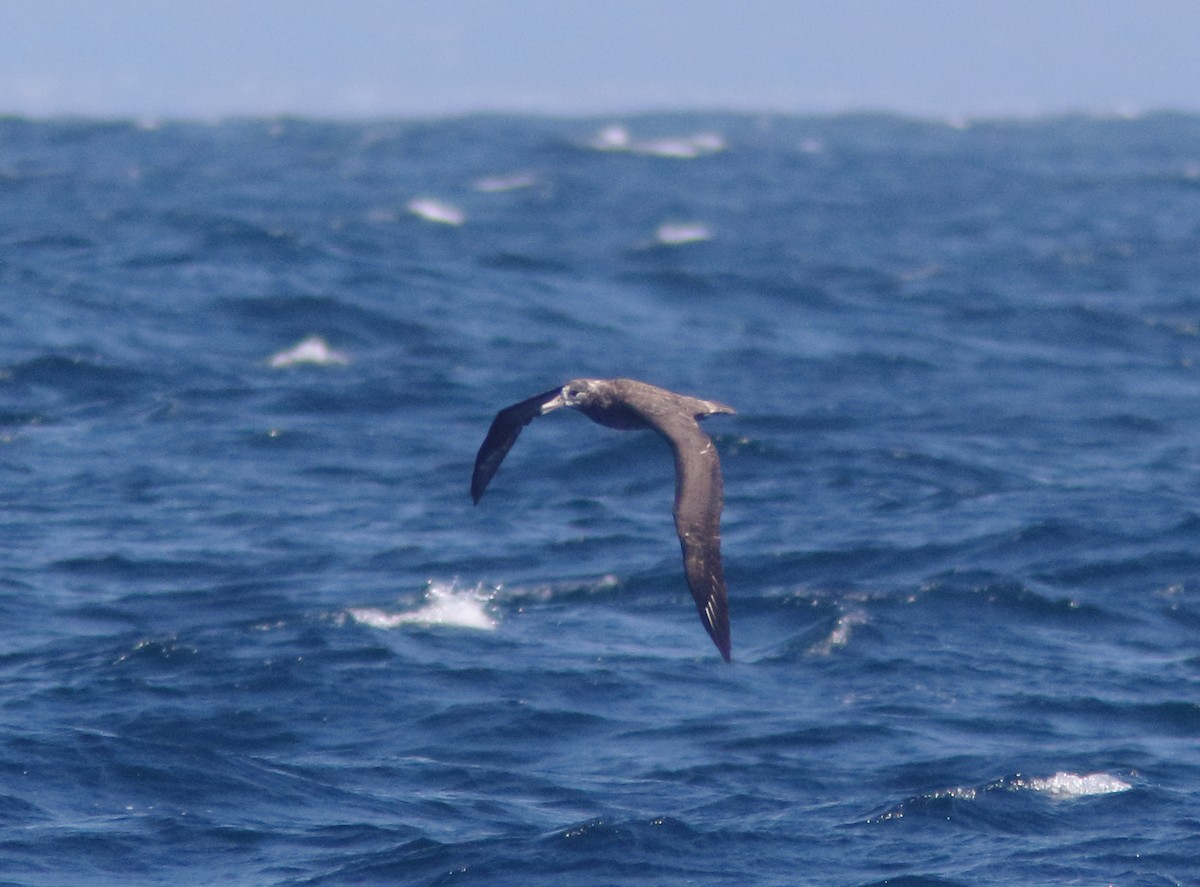 Black-footed Albatross - ML289841511