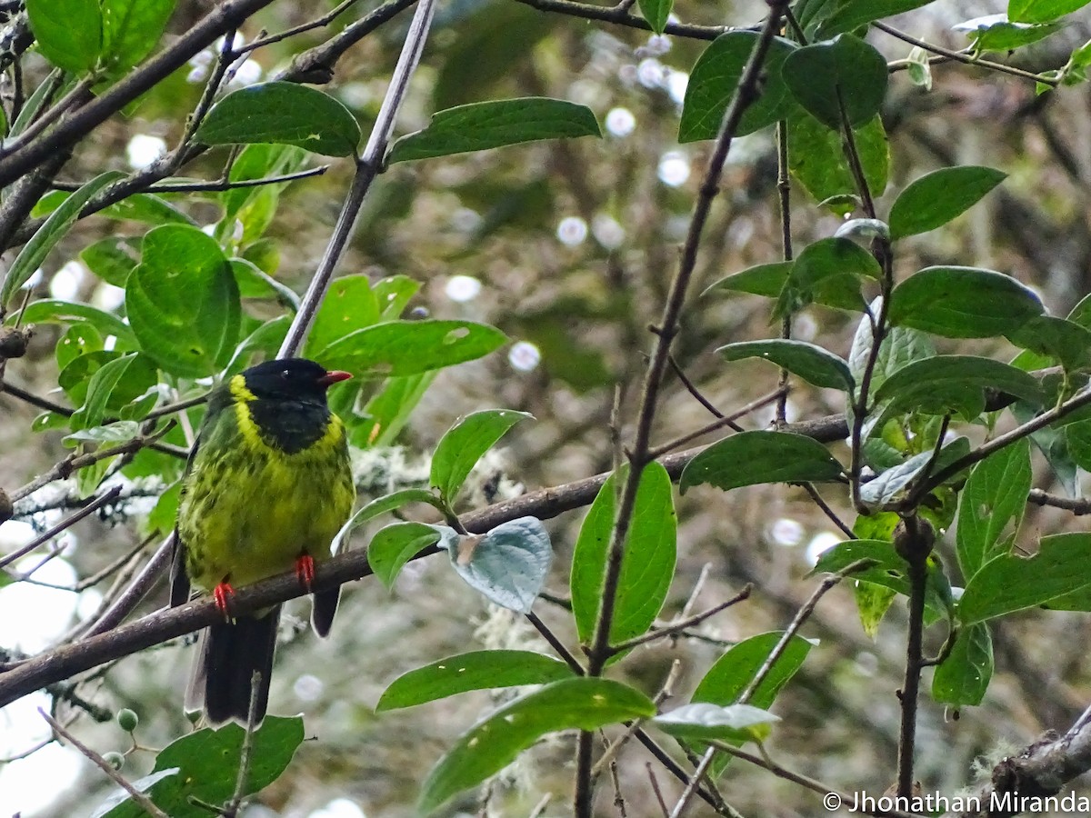Green-and-black Fruiteater - Jhonathan Miranda - Wandering Venezuela Birding Expeditions