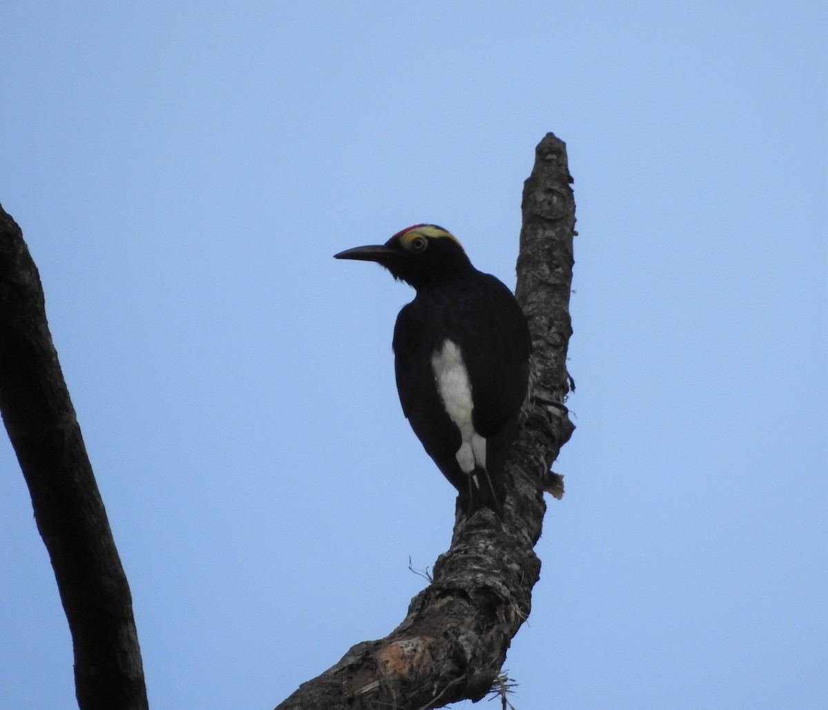 Yellow-tufted Woodpecker - ML289845641