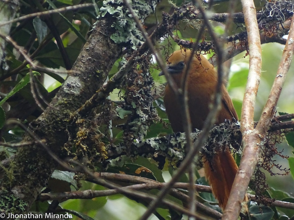 Rufous Wren - Jhonathan Miranda - Wandering Venezuela Birding Expeditions