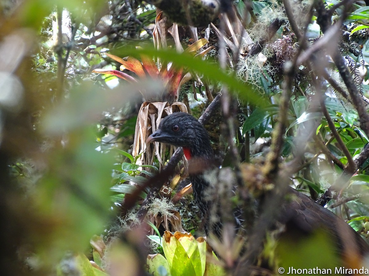 Andean Guan - Jhonathan Miranda - Wandering Venezuela Birding Expeditions