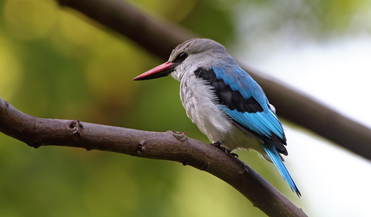 Woodland Kingfisher - Akis Gaitanakis