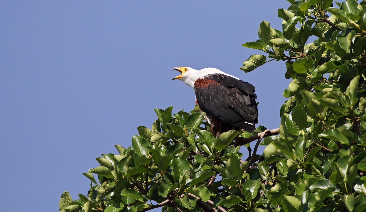 African Fish-Eagle - ML289860581