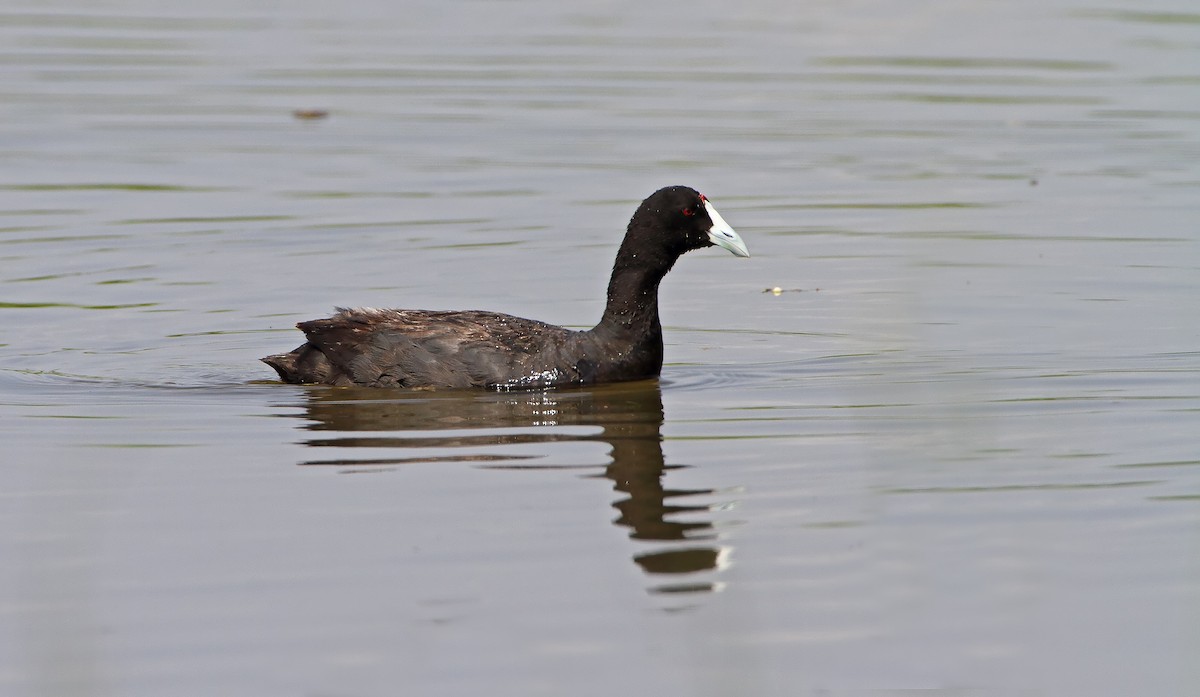 Red-knobbed Coot - ML289862041