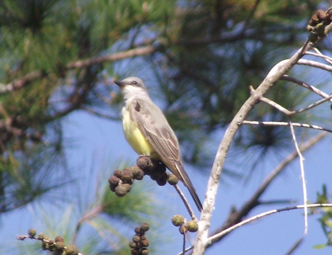 eBird Checklist - 21 Dec 2020 - University of Florida--Park and Ride ...