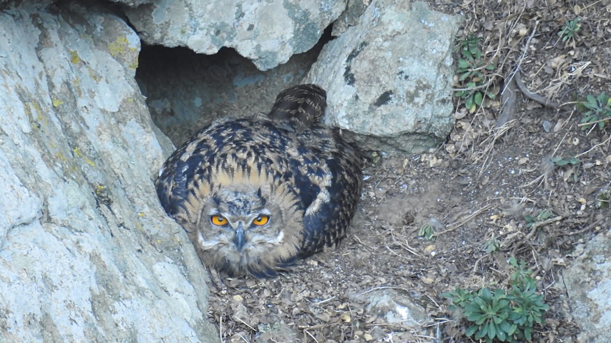 Eurasian Eagle-Owl - ML289863591