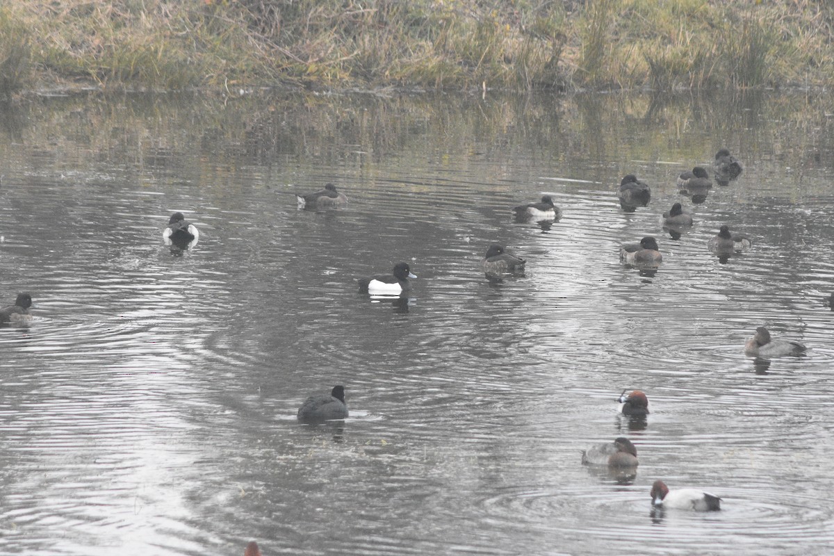 Tufted Duck - ML289863981