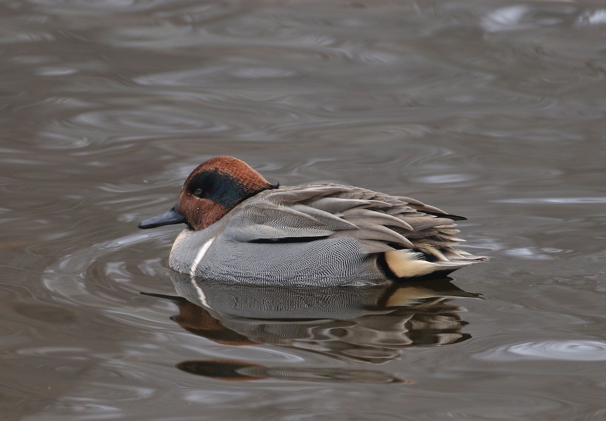 Green-winged Teal - ML289864151