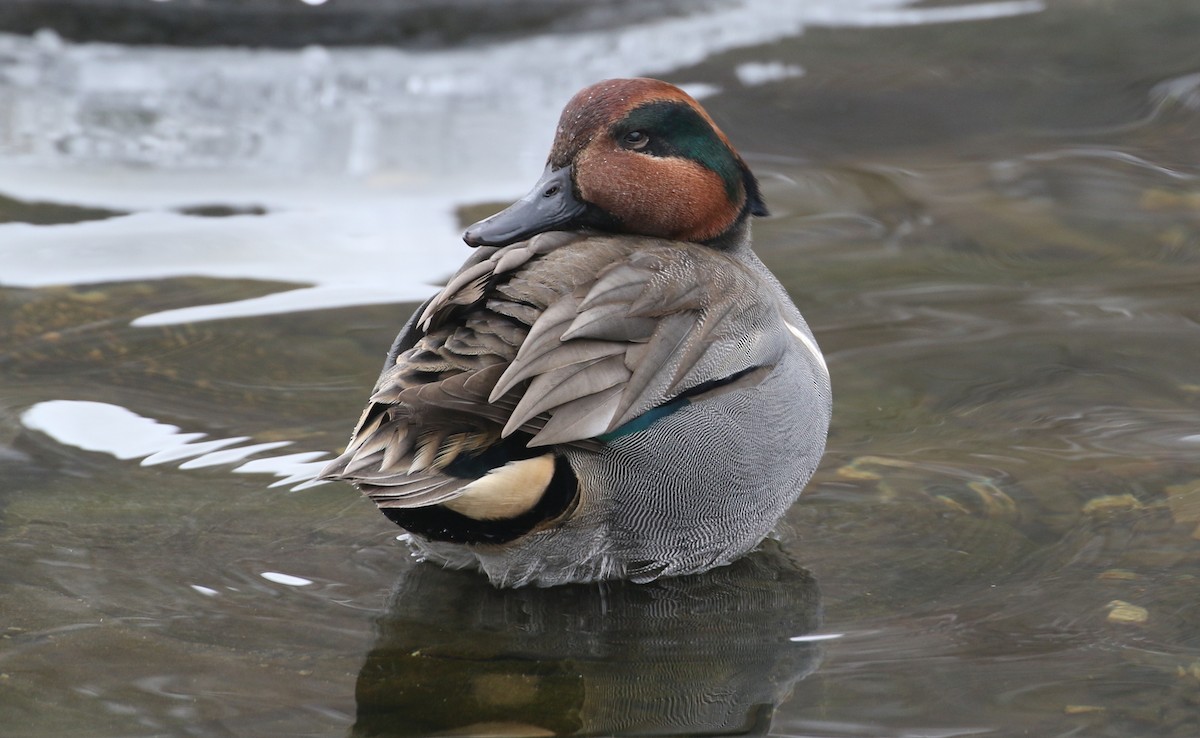 Green-winged Teal - ML289864211