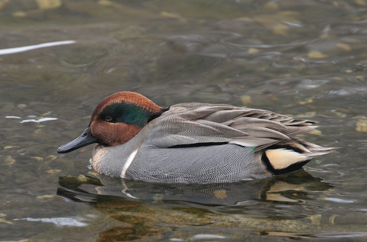 Green-winged Teal - ML289864241