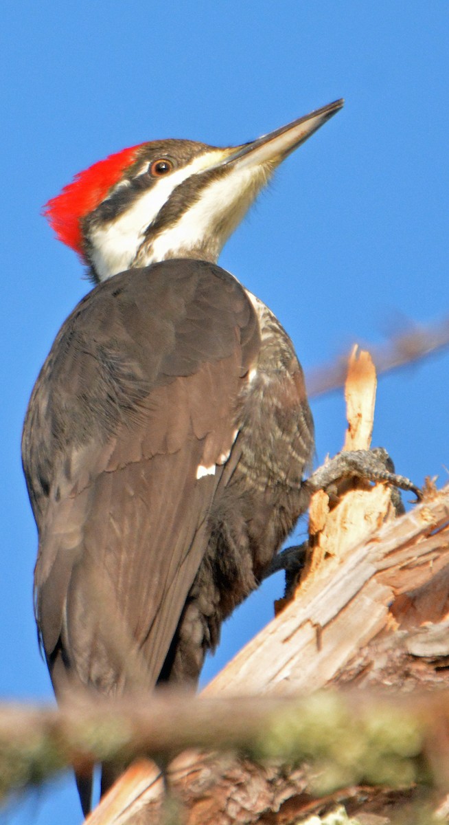 Pileated Woodpecker - ML289865751