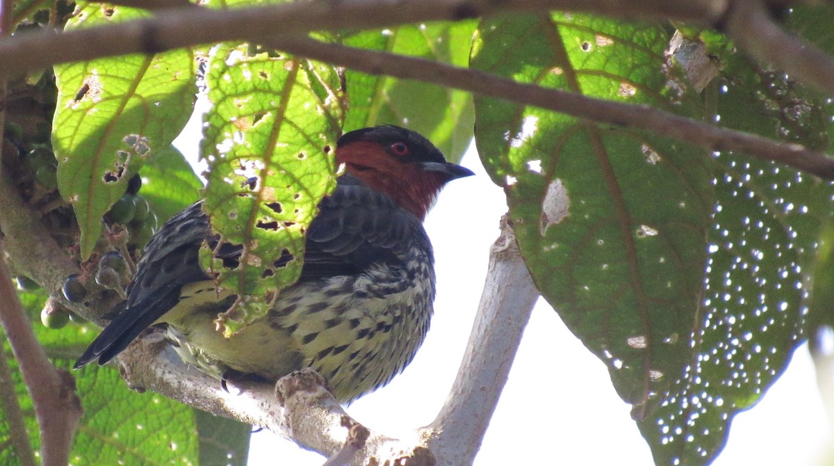 Chestnut-crested Cotinga - Andrés Sierra Yepes