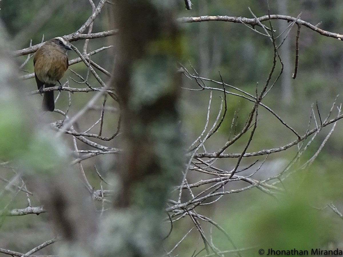 Brown-backed Chat-Tyrant - Jhonathan Miranda - Wandering Venezuela Birding Expeditions