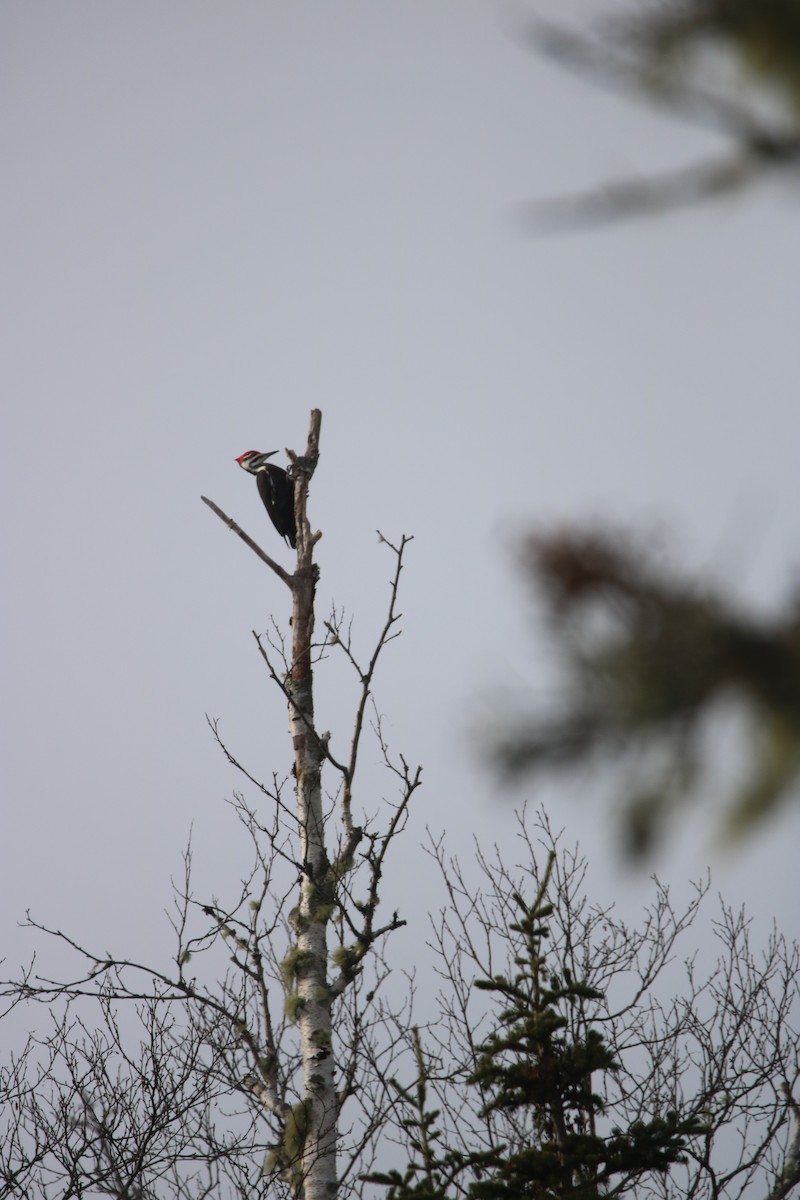 Pileated Woodpecker - John Loch