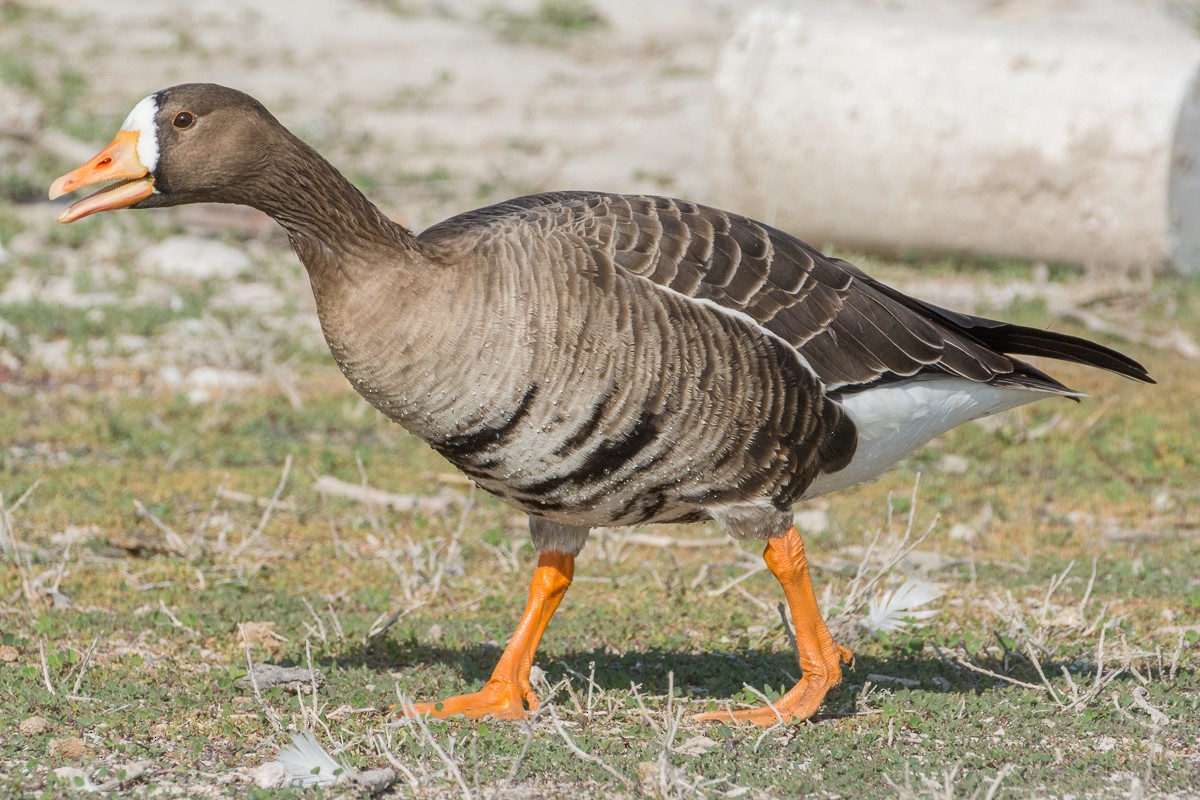 Greater White-fronted Goose - ML289874231