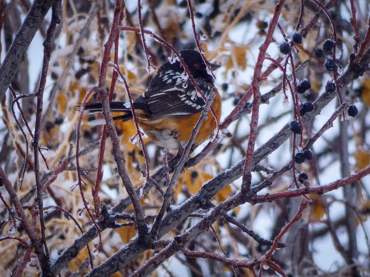 Spotted Towhee - ML289876081