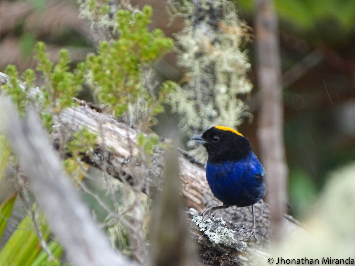 Golden-crowned Tanager - ML28987721