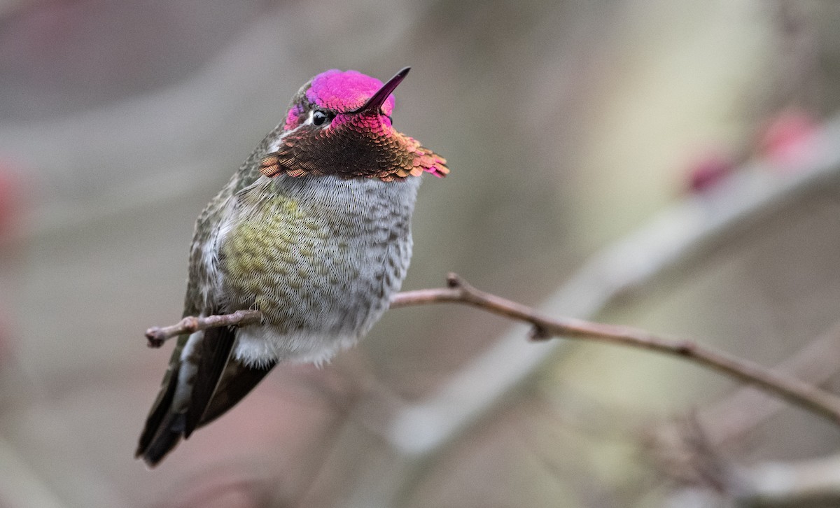 Anna's Hummingbird - ML289878961