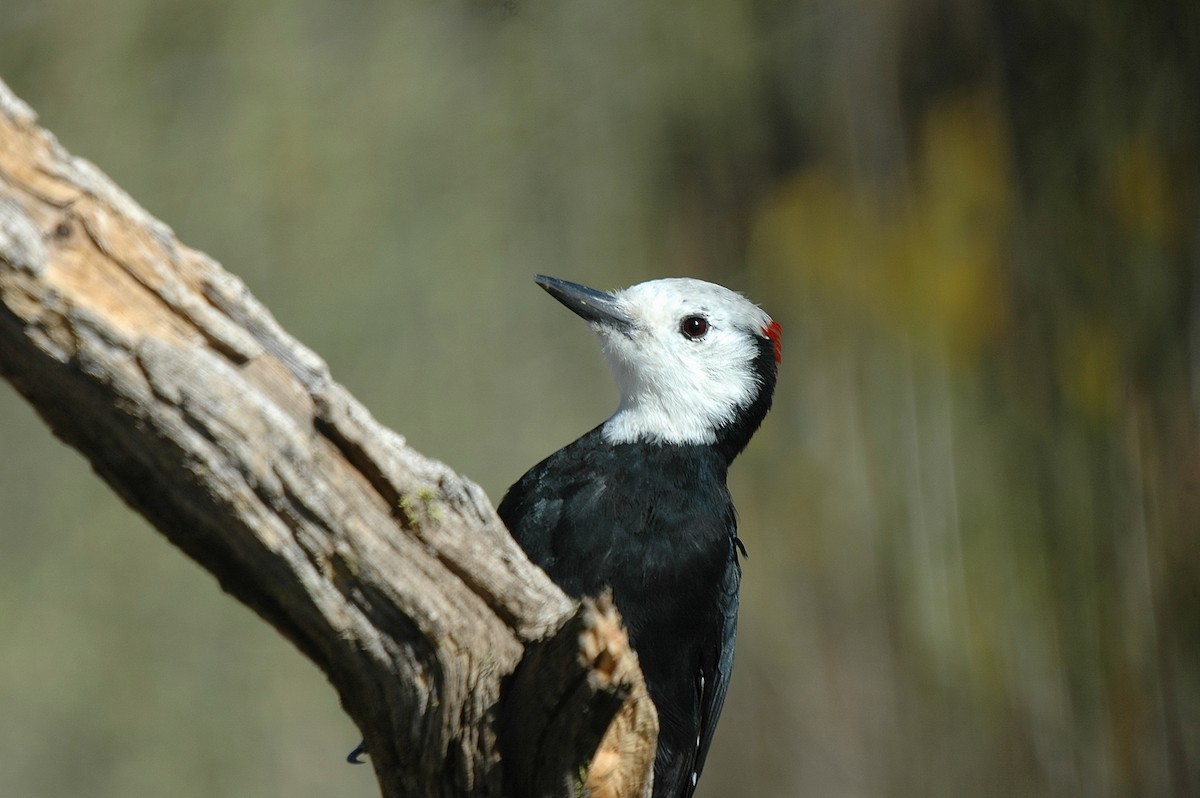 White-headed Woodpecker - ML28987931