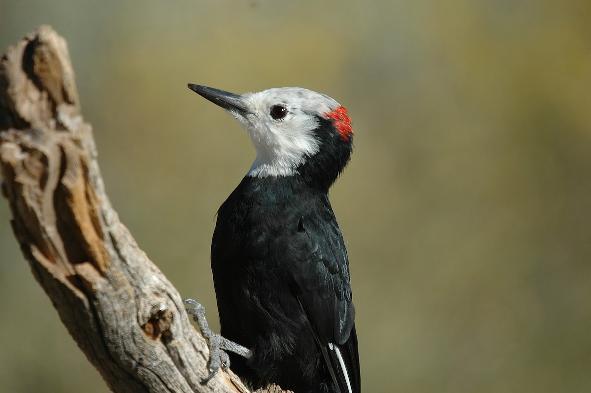 White-headed Woodpecker - ML28987941