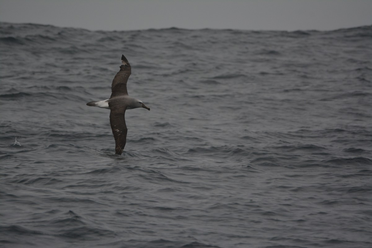albatros snarský - ML289880071