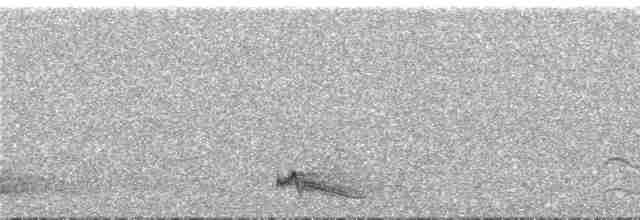 Ohrennachtschwalbe - ML289881