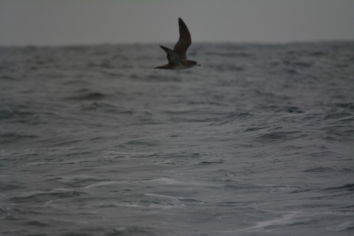 Pink-footed Shearwater - ML289885071
