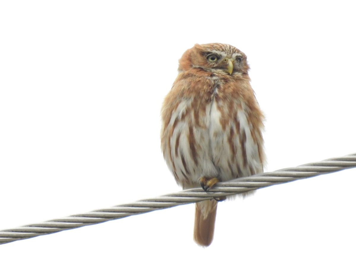 Peruvian Pygmy-Owl - ML289888901