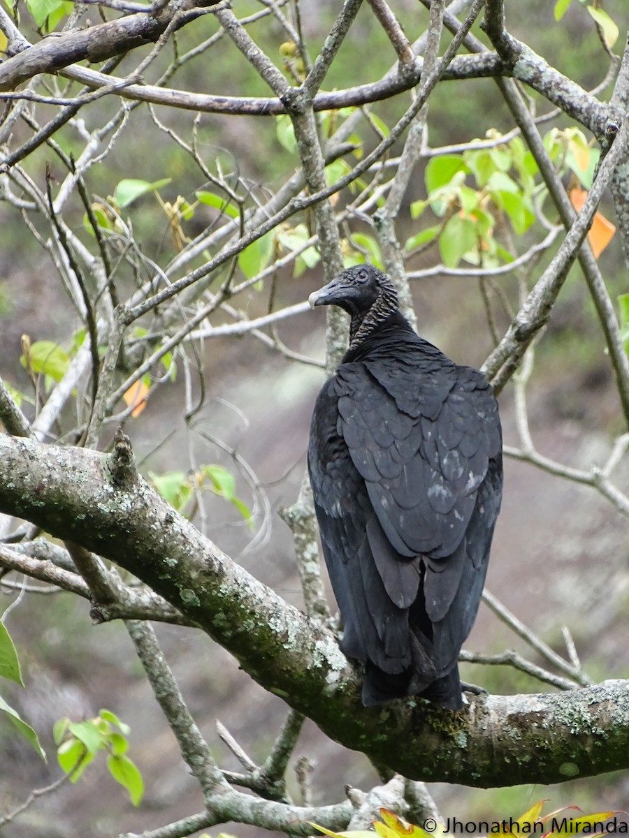 Black Vulture - Jhonathan Miranda - Wandering Venezuela Birding Expeditions