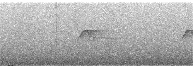 Тиран-крихітка сірощокий - ML289891101