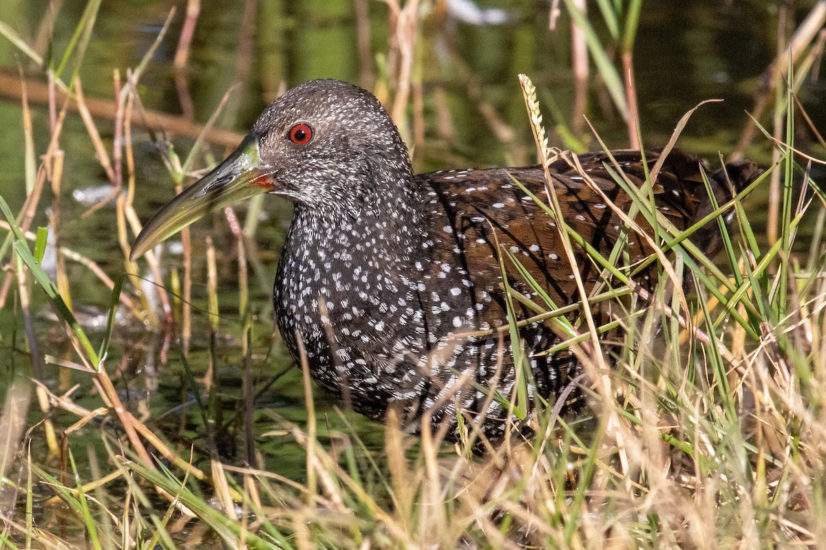 Spotted Rail - ML289891311