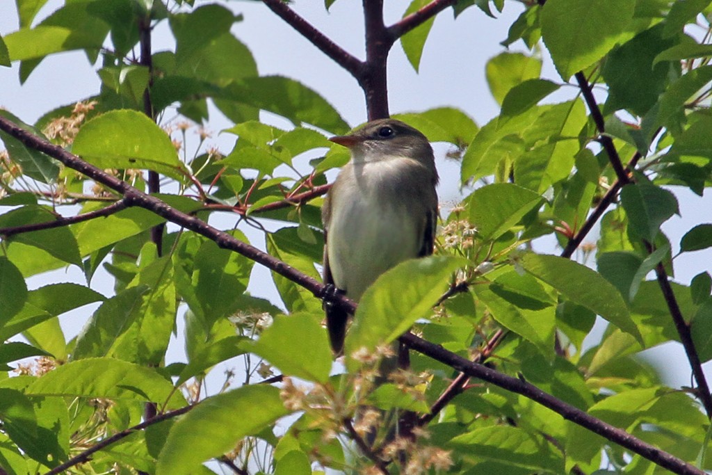 Willow Flycatcher - Dick Dionne