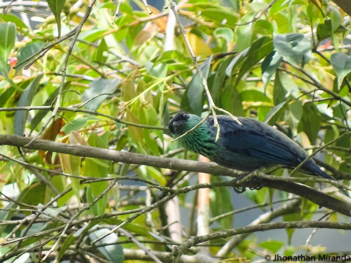 Black-capped Tanager - Jhonathan Miranda - Wandering Venezuela Birding Expeditions