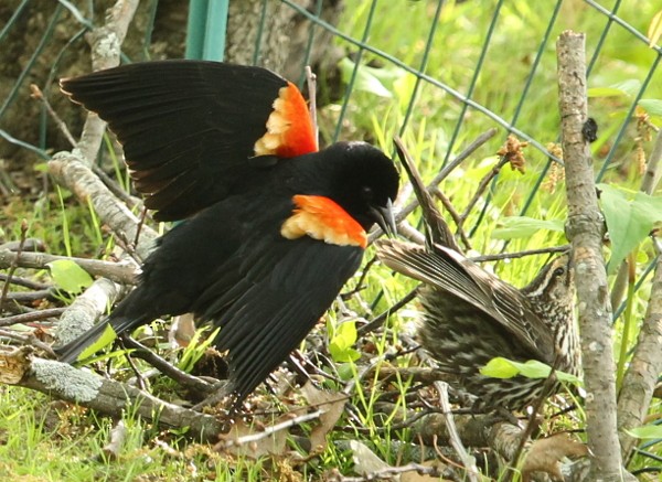 Red-winged Blackbird - ML28989461